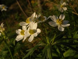 Kvitnúca Anemone narcissiflora na lokalite